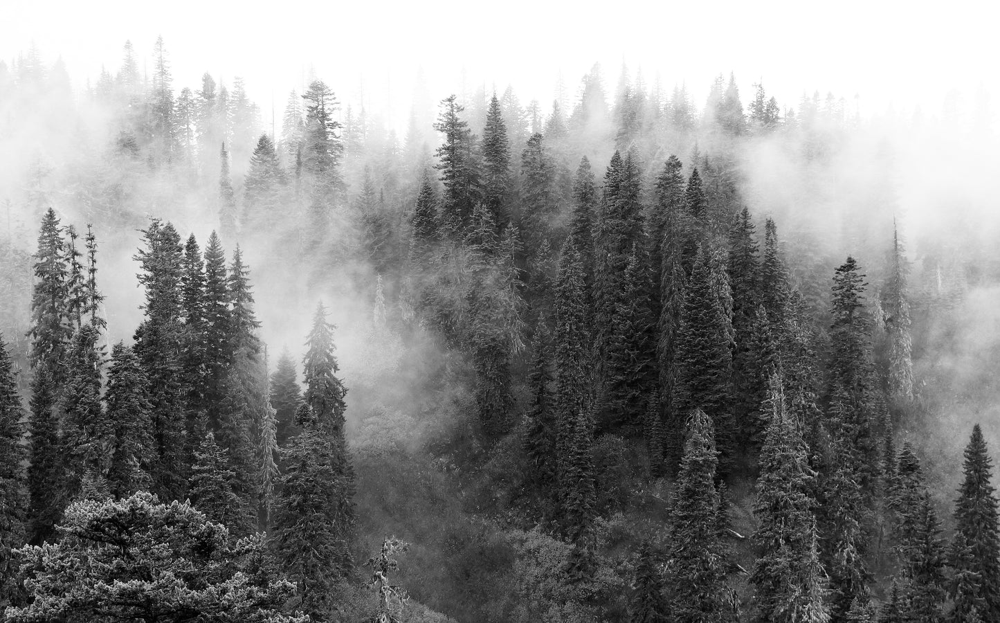Forest Fog | Stretched Canvas Photography Print