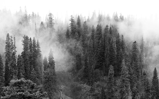 Forest Fog | Stretched Canvas Photography Print